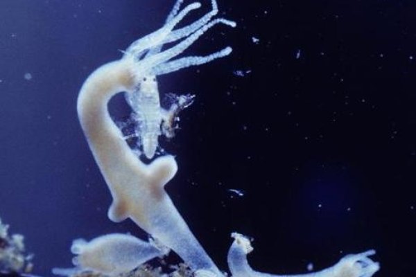 Kraken 17 at