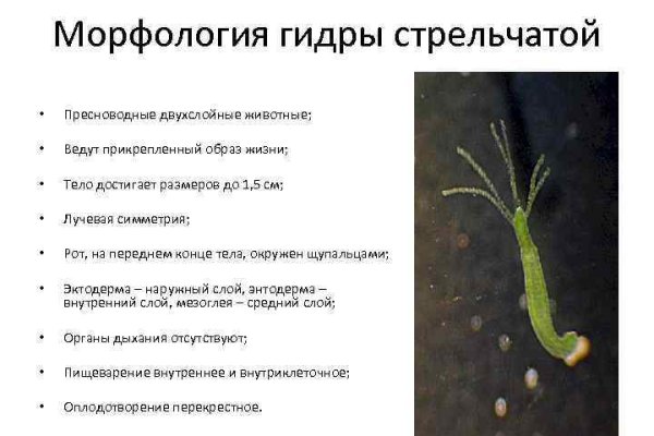 Кракен маркетплейс работает